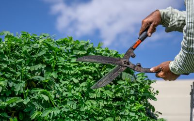 La taille de haies, de massifs et d’arbustes pour un jardin sain et harmonieux