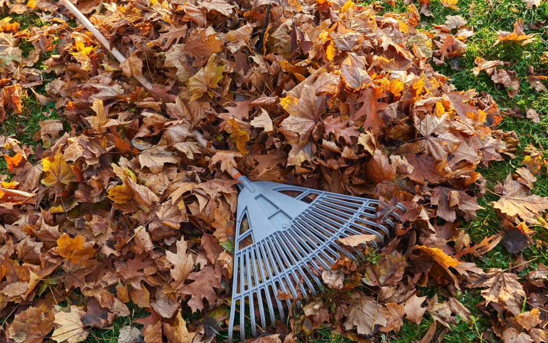 Le ramassage des feuilles et l'évacuation des déchets verts sont des tâches indispensables pour votre jardin.