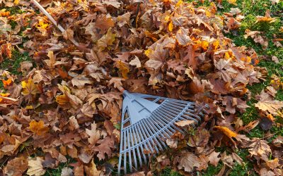 Zoom sur le ramassage de feuilles et l’évacuation de déchets verts