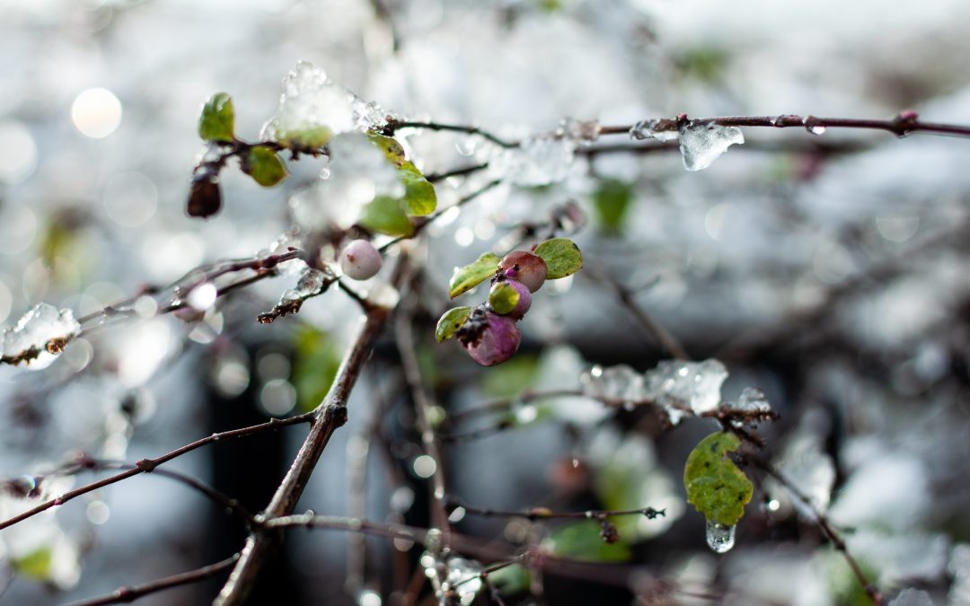 L'hivernage d'arbres protège ces derniers des effets du gel et des vents froids. Ainsi, leur productivité et leur résistance sont préservées.