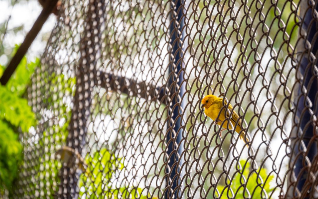 La création de volière permet aux oiseaux de bénéficier d'un abri confortable et sécurisé.